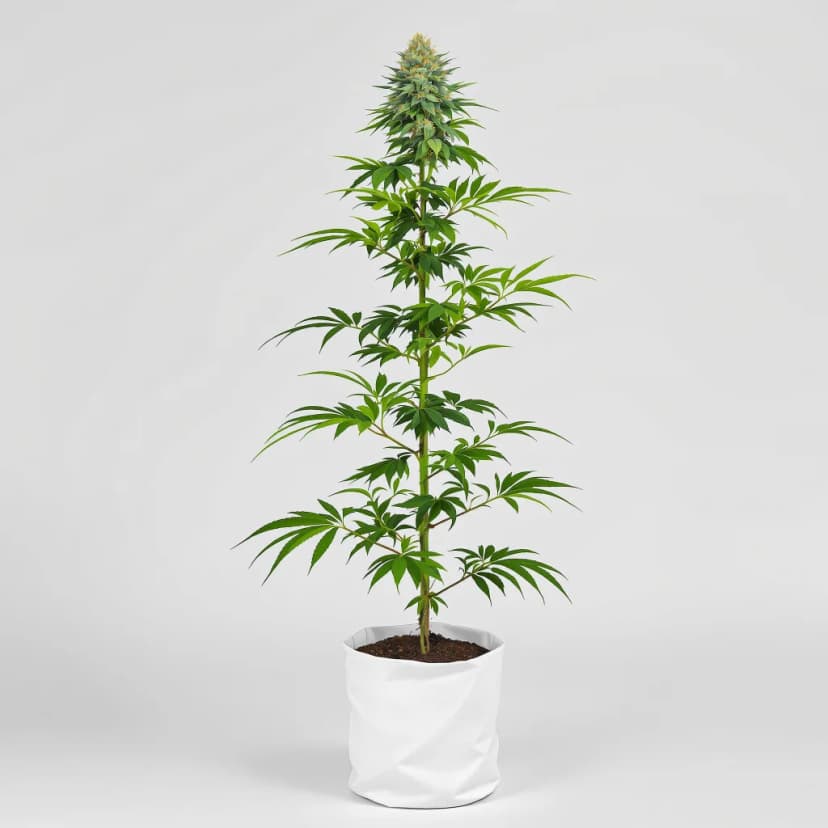 Afghan Big Bud feminized cannabis plant