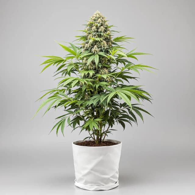 Afghan feminized cannabis plant