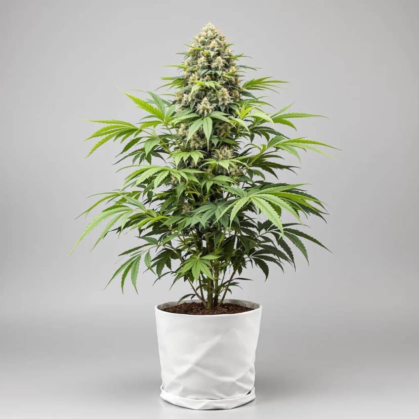 Afghan feminized cannabis plant