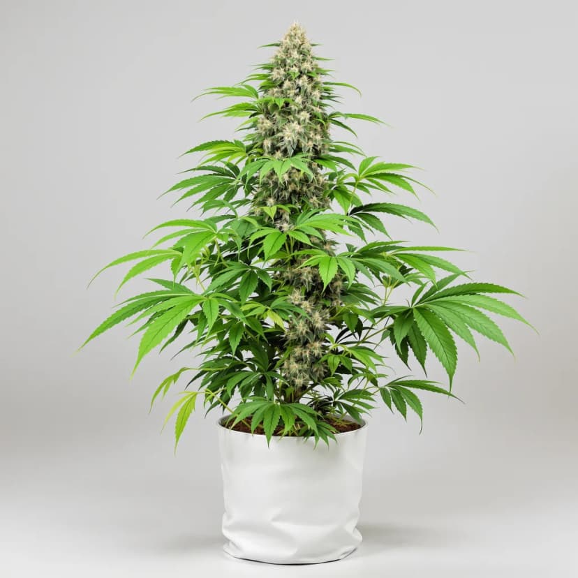Afghan Hawaiian autoflower cannabis plant