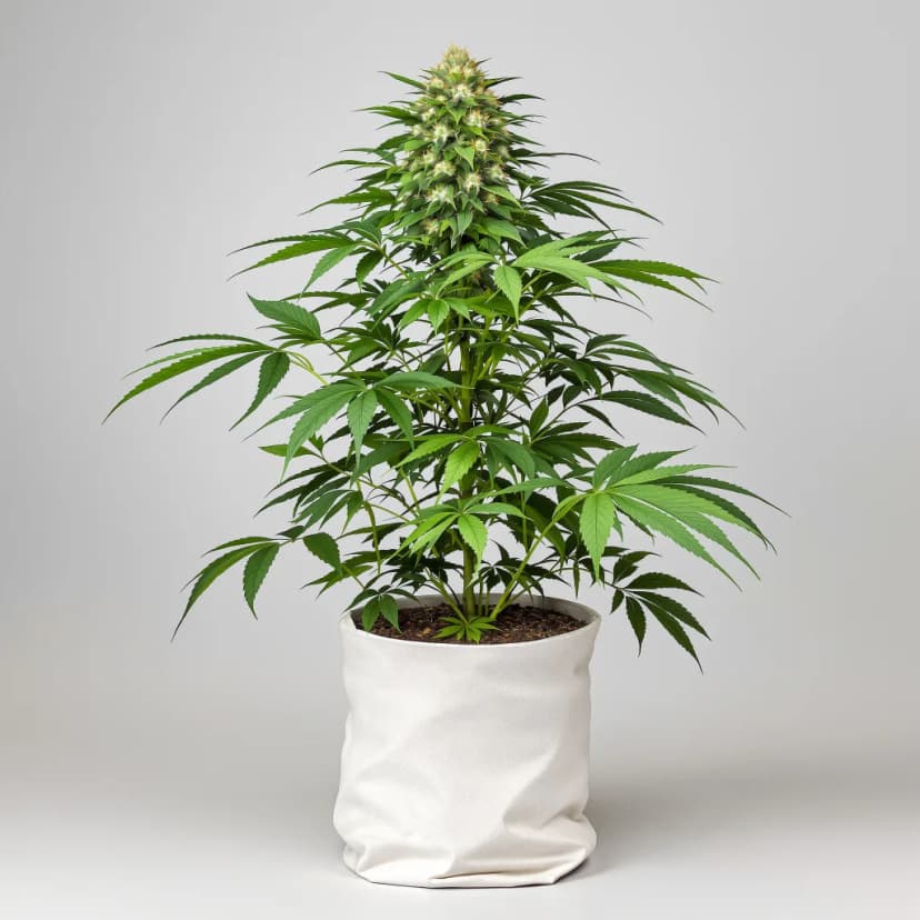 Afghan Hawaiian feminized cannabis plant