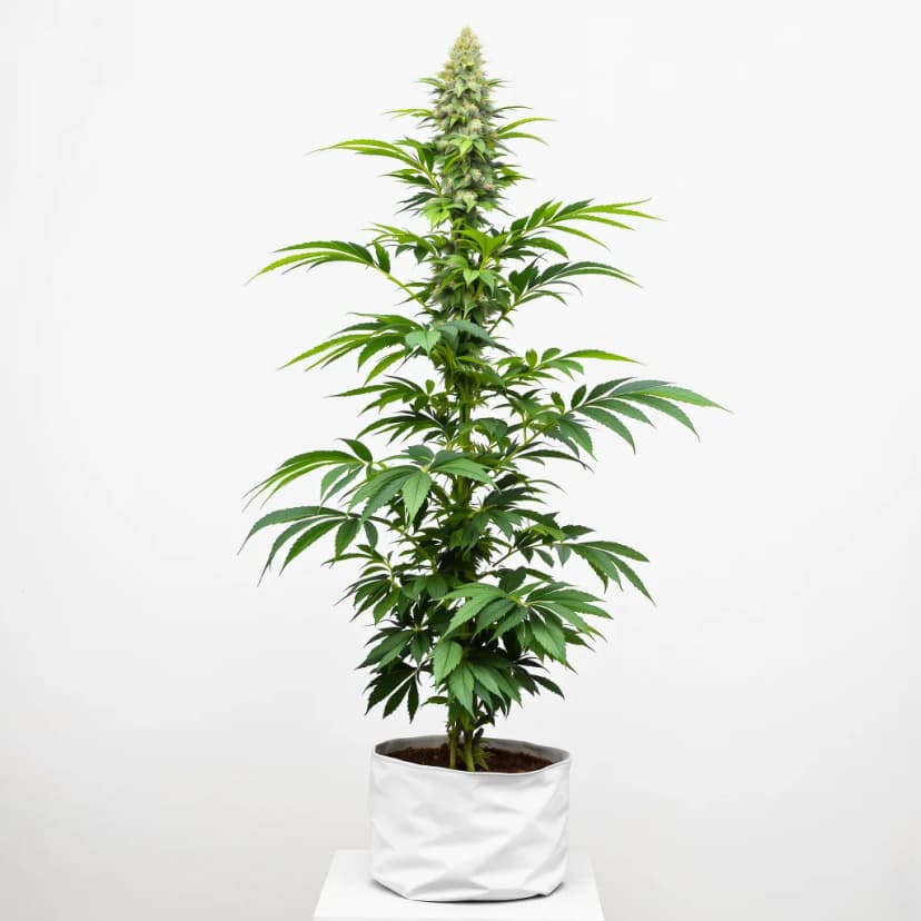 Afghan Kush autoflower cannabis plant