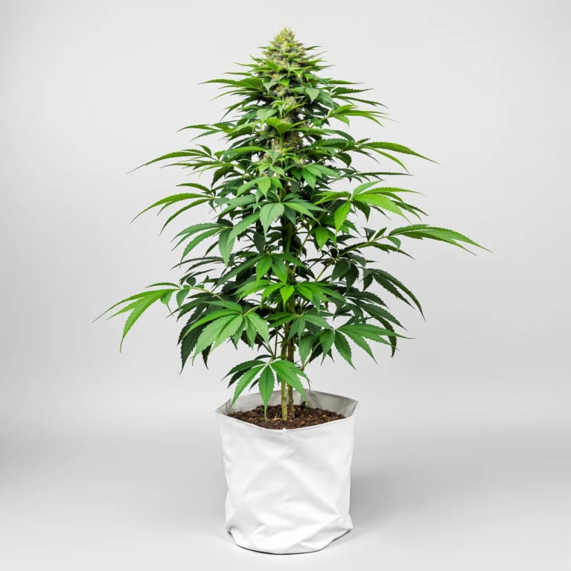Afghan Kush feminized cannabis plant