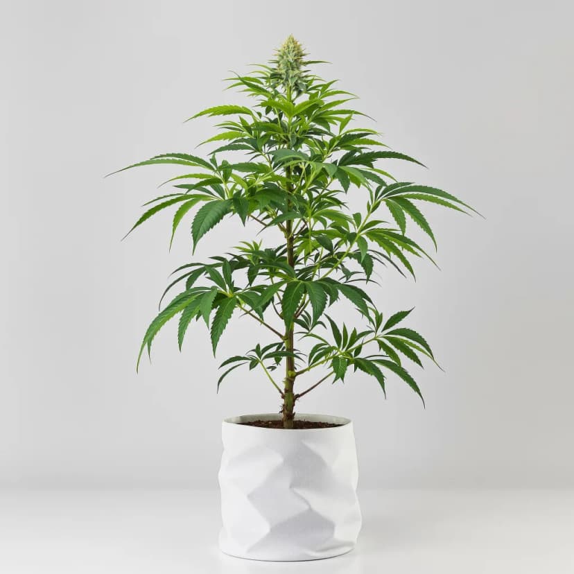 Afghan Skunk autoflower cannabis plant