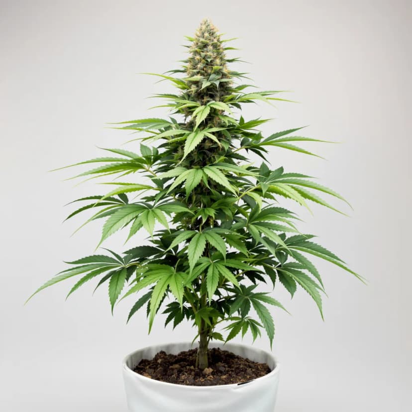 Afghan Skunk feminized cannabis plant