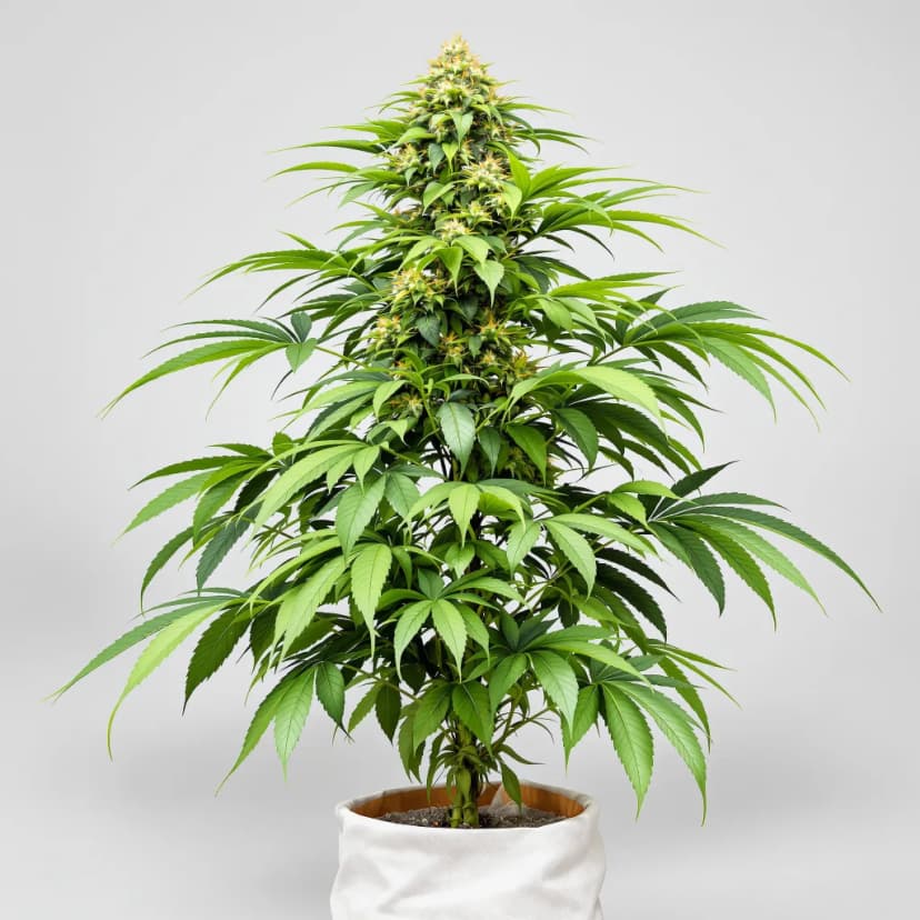 Afghani Bullrider feminized cannabis plant