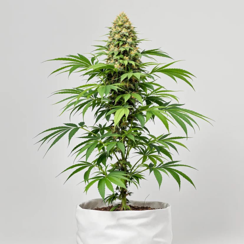 Afgoo feminized cannabis plant