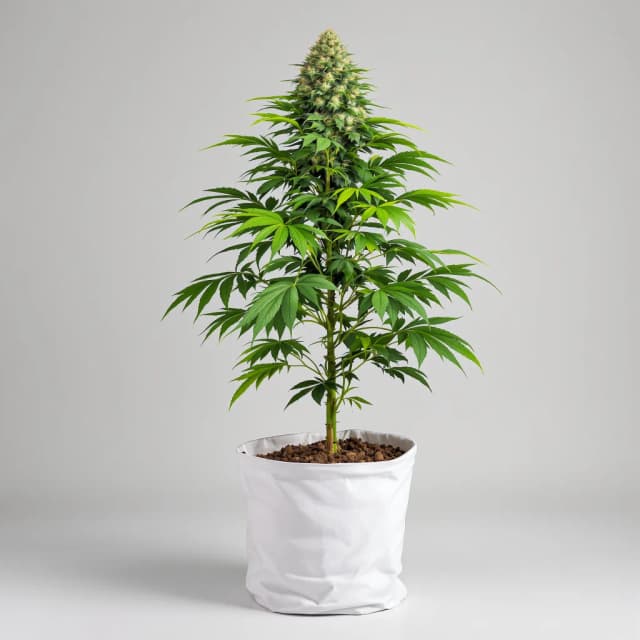 Afgooey cannabis seeds packaging, Royal King Seeds USA