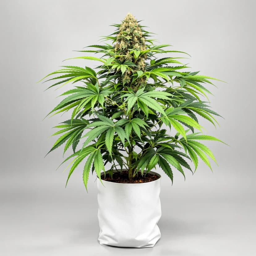 Afpak feminized cannabis plant