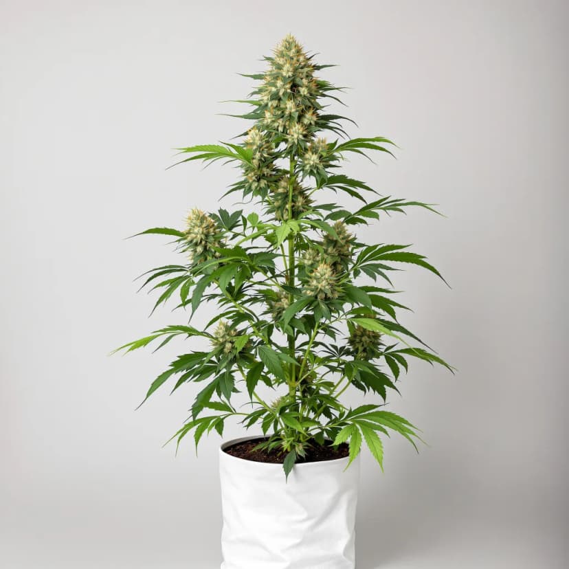 Agent Orange autoflower cannabis plant