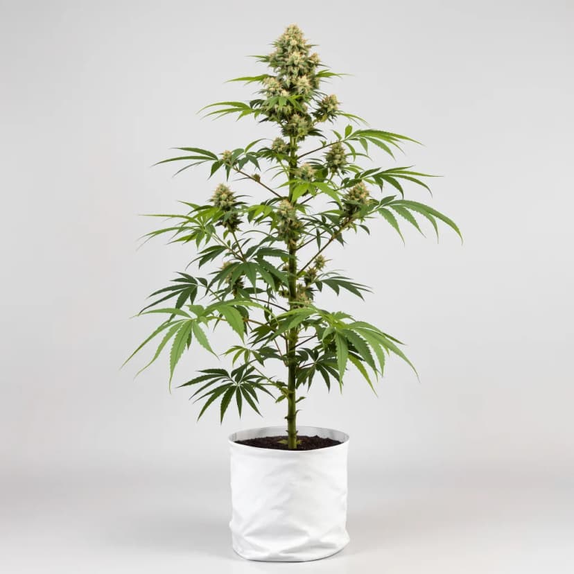 Agent Orange feminized cannabis plant