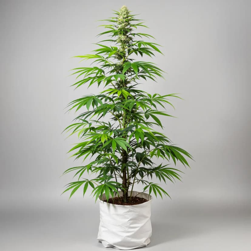 Agent Tangie autoflower cannabis plant