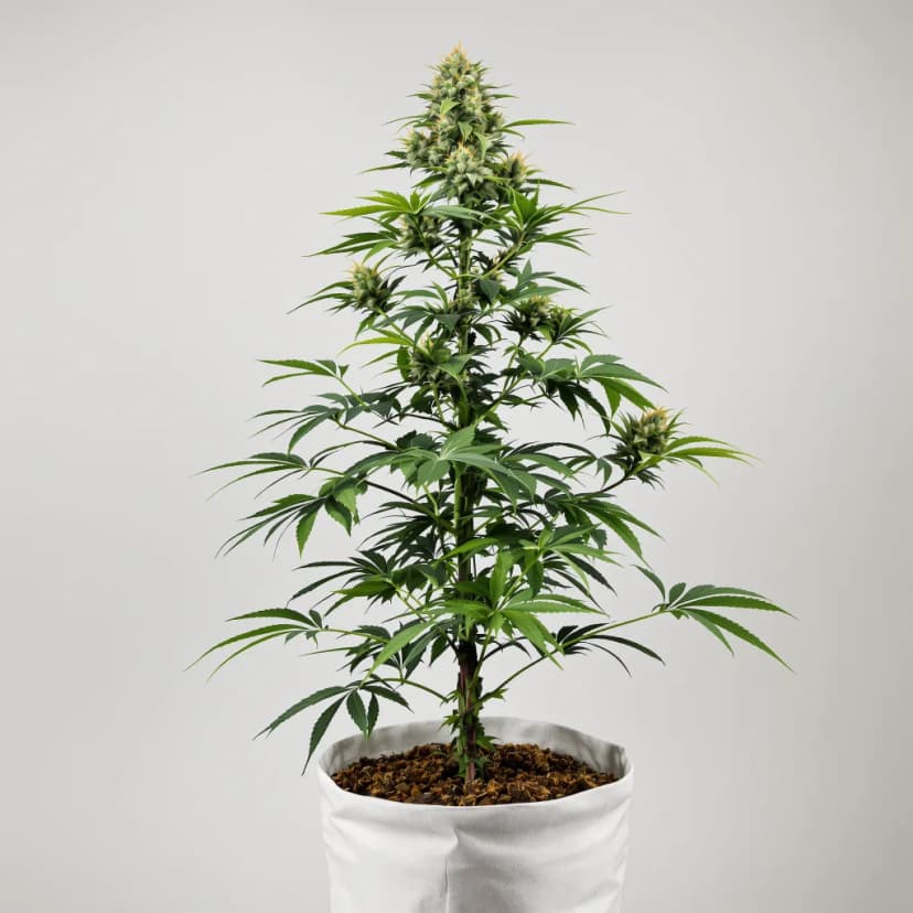 AK-47 autoflower cannabis plant