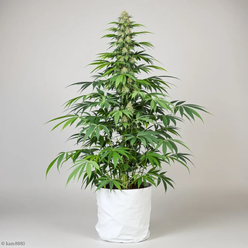 AK autoflower cannabis plant