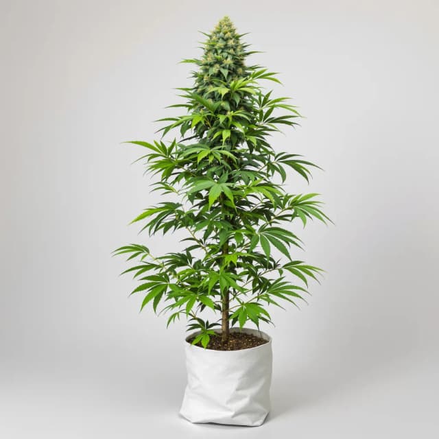 Alaska Thunderfuck cannabis seeds packaging, Royal King Seeds USA