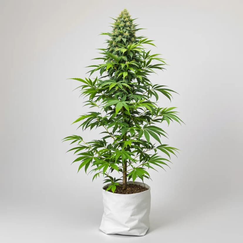 Alaska Thunderfuck autoflower cannabis plant