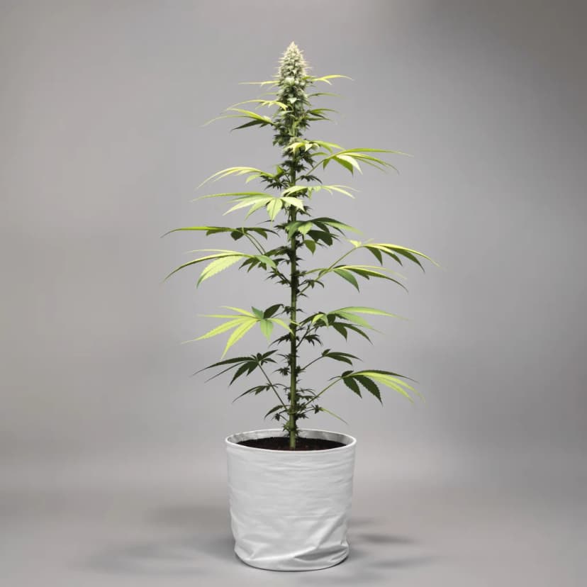 Alaskan Ice feminized cannabis plant