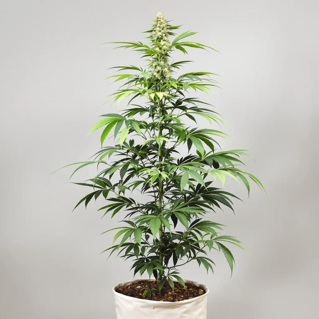 Alaskan Thunder Fuck Feminized
