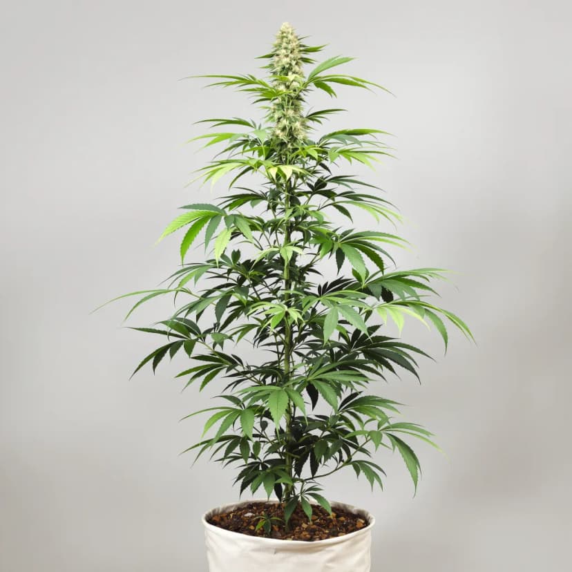 Alaskan Thunder Fuck feminized cannabis plant