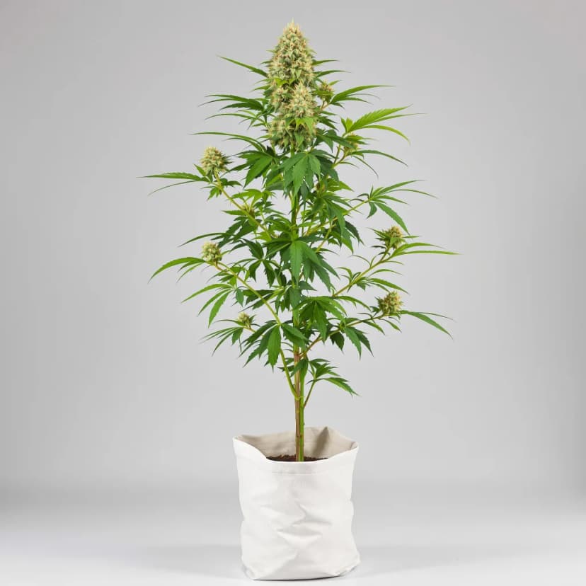 Alchemy feminized cannabis plant