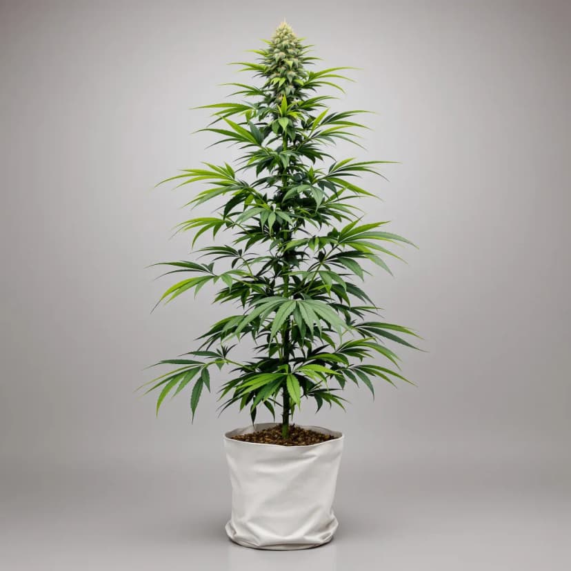 Alice In Wonderland feminized cannabis plant