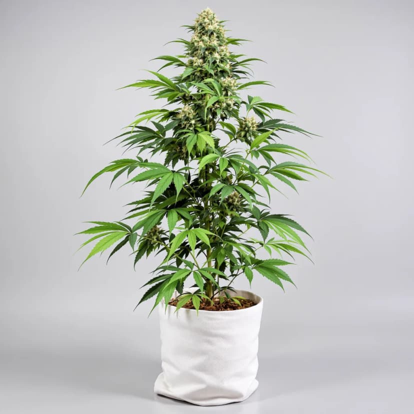 Alien Bubba autoflower cannabis plant