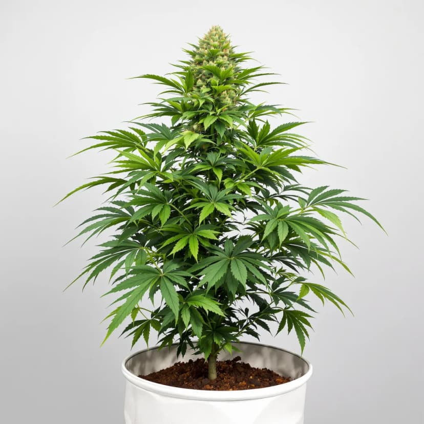 Alien Gorilla Glue feminized cannabis plant