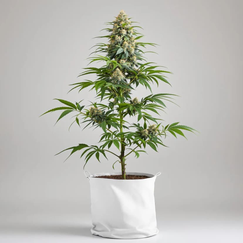Alien Kush feminized cannabis plant
