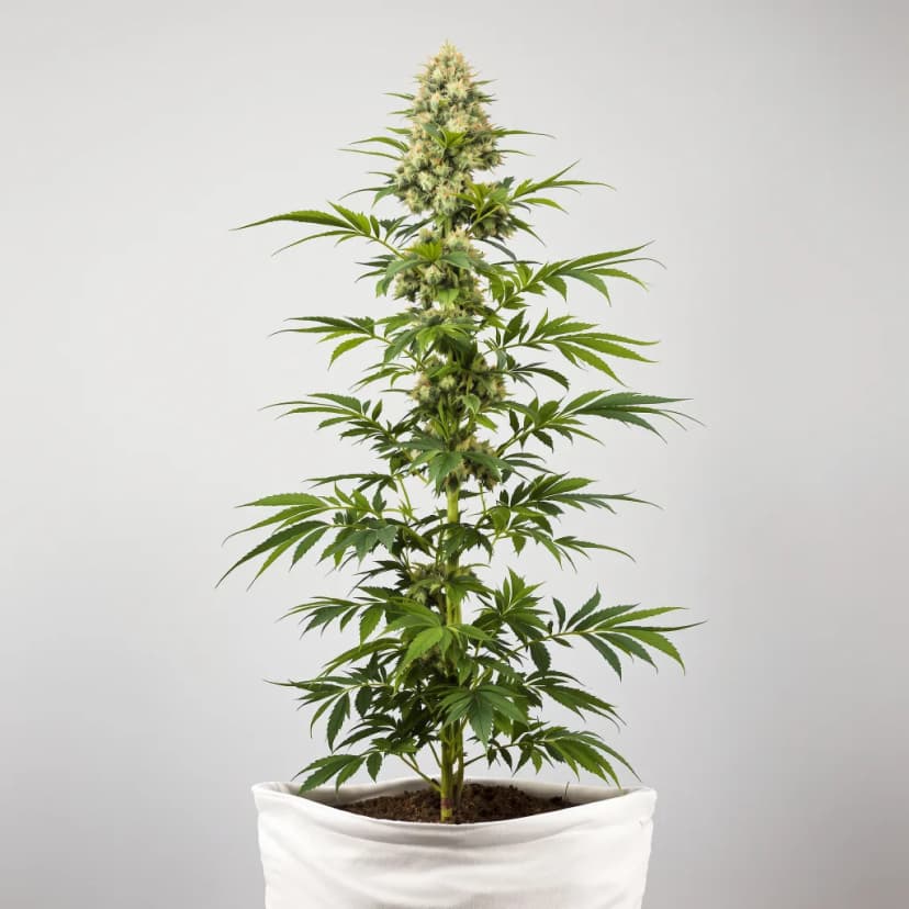 Alien OG feminized cannabis plant
