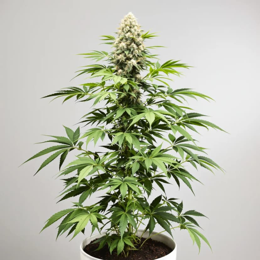 Alien Reunion autoflower cannabis plant