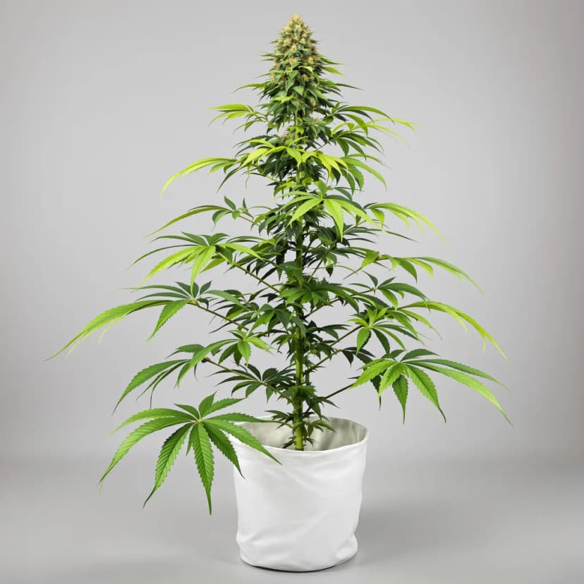 Alien Reunion feminized cannabis plant