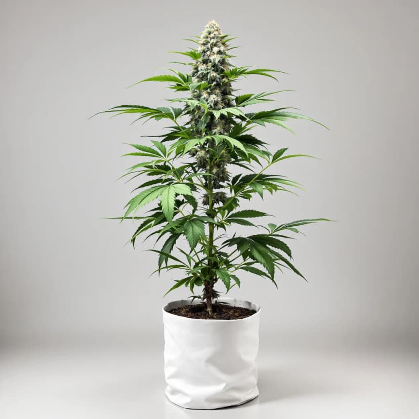 Alien Rift autoflower cannabis plant