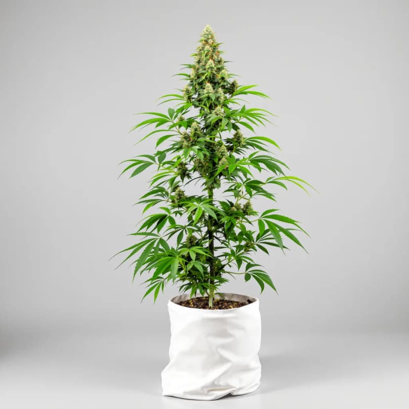Alien Rock Candy autoflower cannabis plant