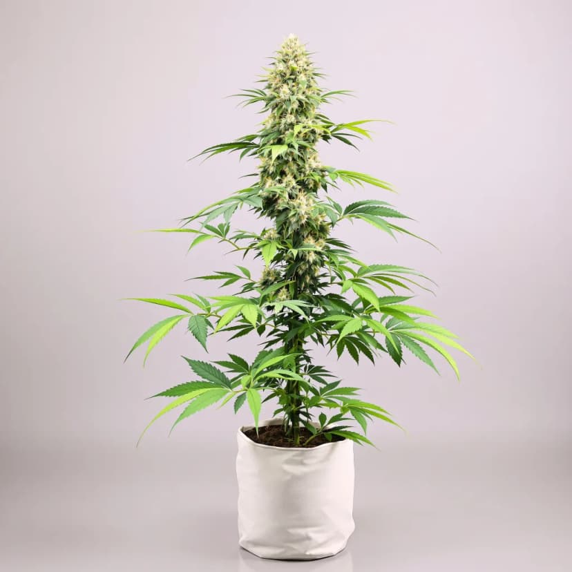 Alien Rock Candy feminized cannabis plant
