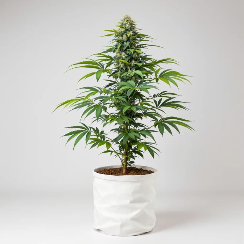 Aliens On Moonshine feminized cannabis plant