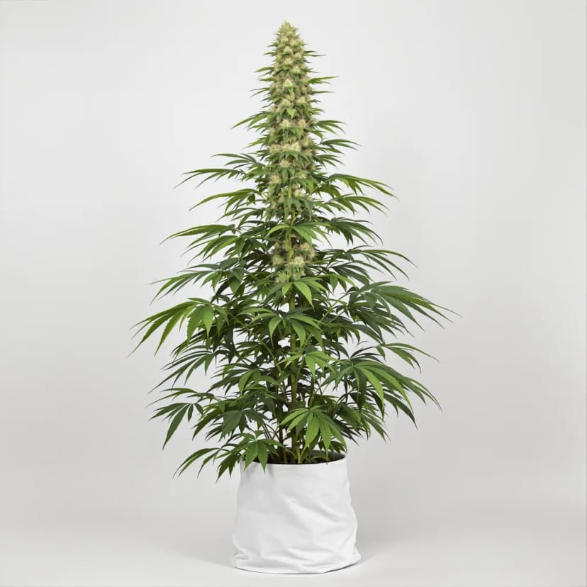 Alpha Blue feminized cannabis plant