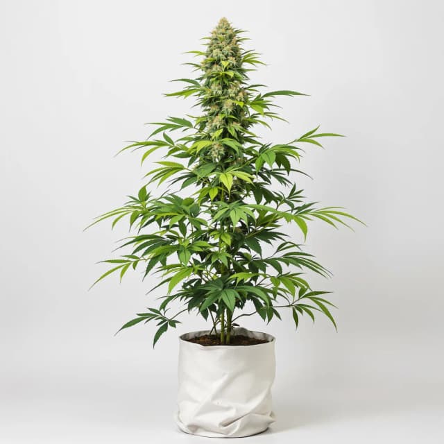 Alpine Blue feminized cannabis plant