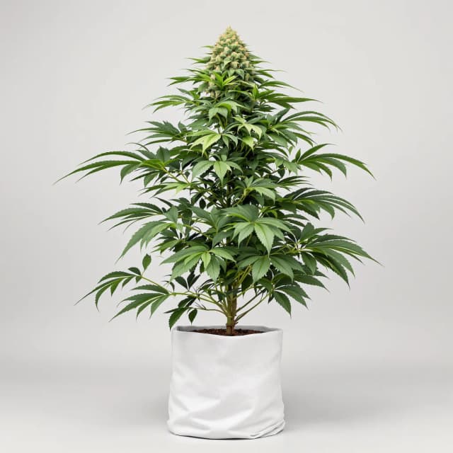Amazonian feminized cannabis plant