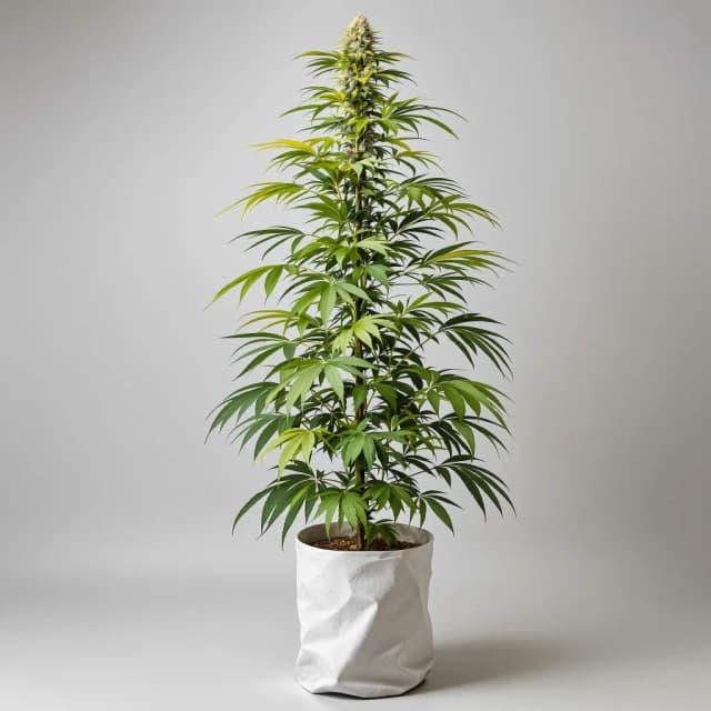 Ambrosia feminized cannabis plant