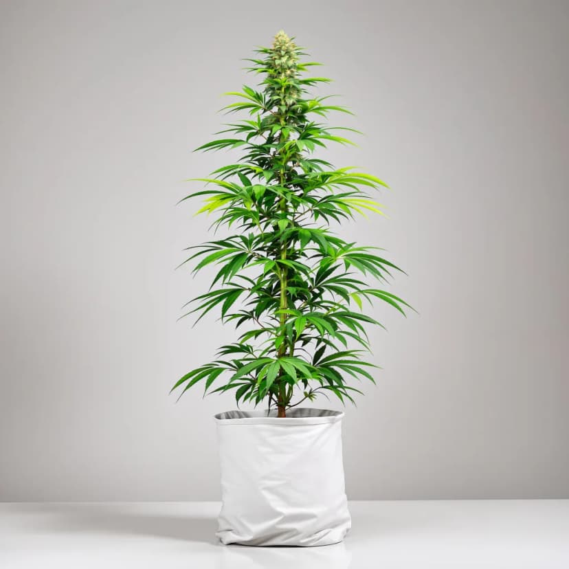 American Haze autoflower cannabis plant