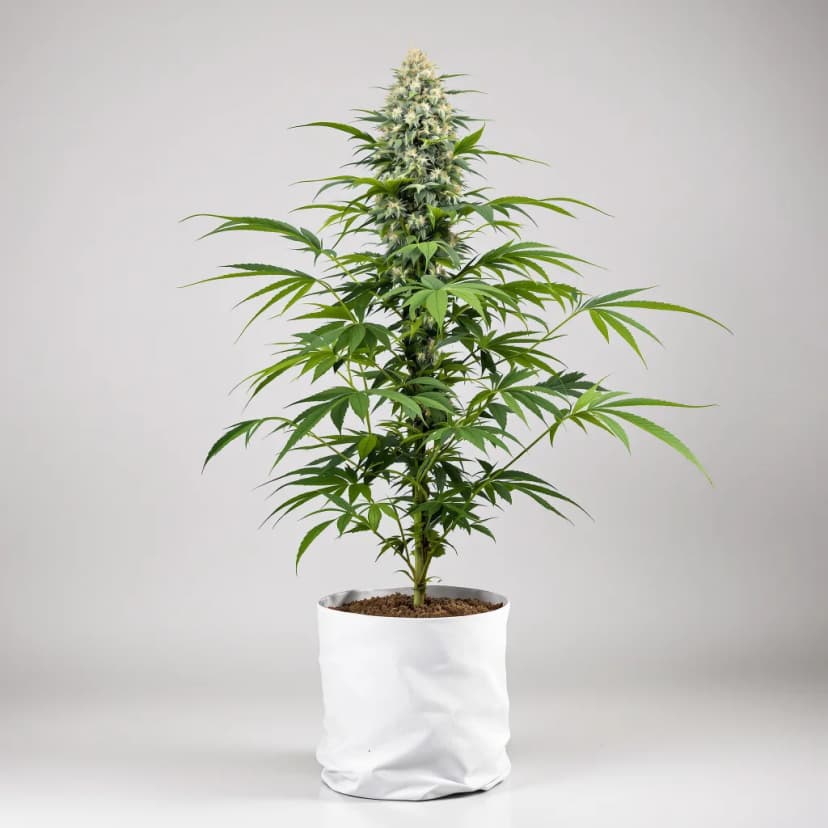 American Kush feminized cannabis plant