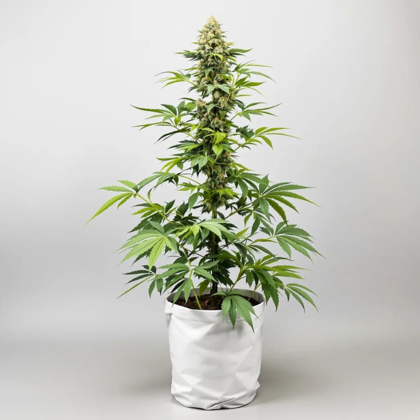 American Strains Pack feminized cannabis plant