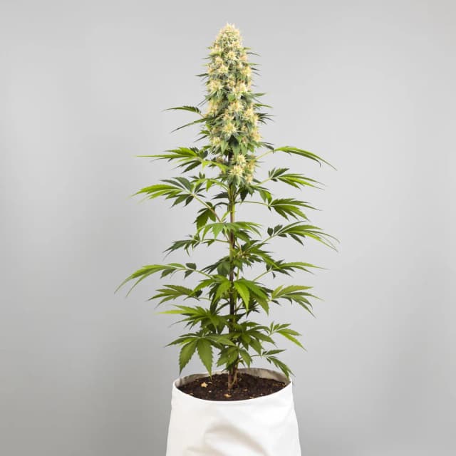 Amethyst feminized cannabis plant