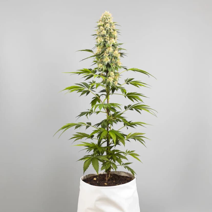 Amethyst feminized cannabis plant