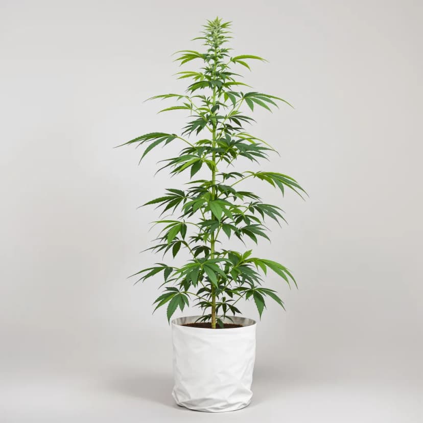 Amherst Diesel autoflower cannabis plant