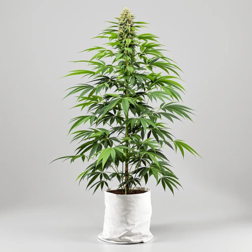 Amherst Diesel feminized cannabis plant