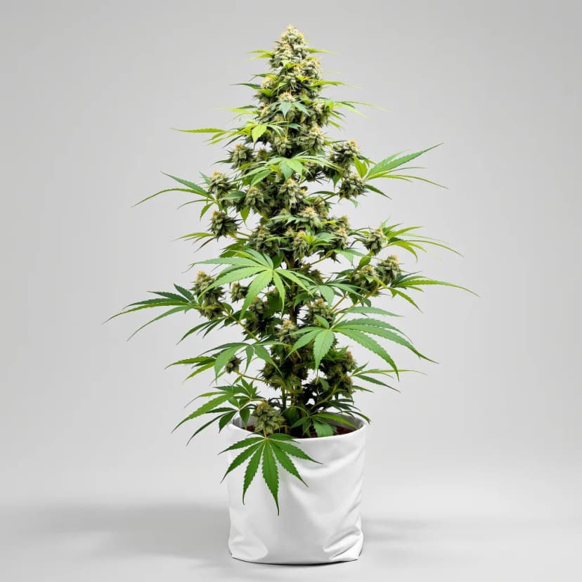 Amnesia Lemon feminized cannabis plant