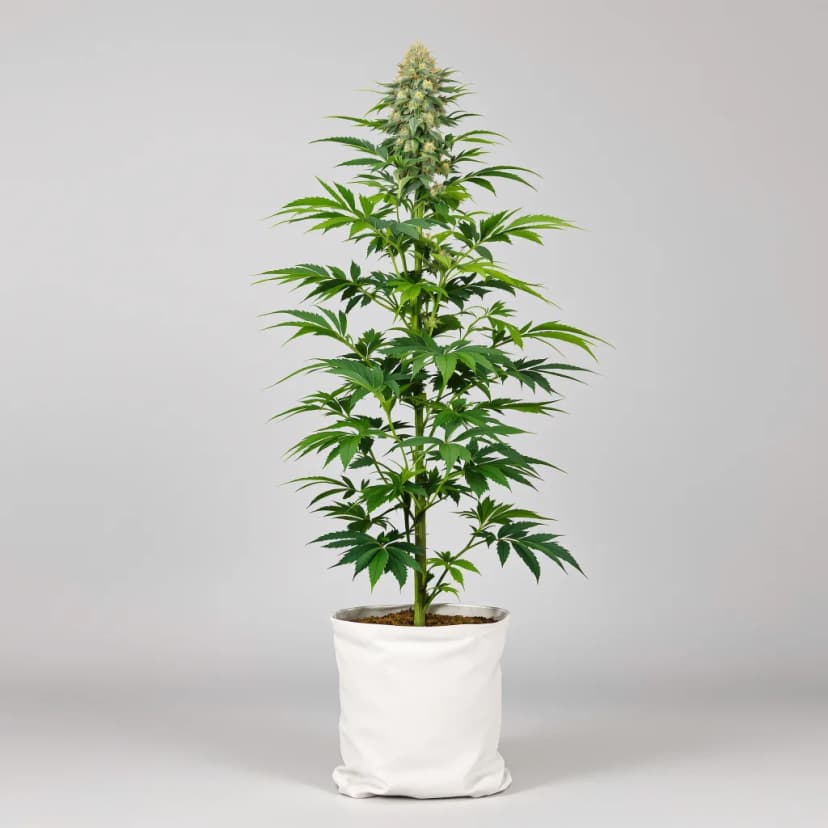 Amsterdam feminized cannabis plant