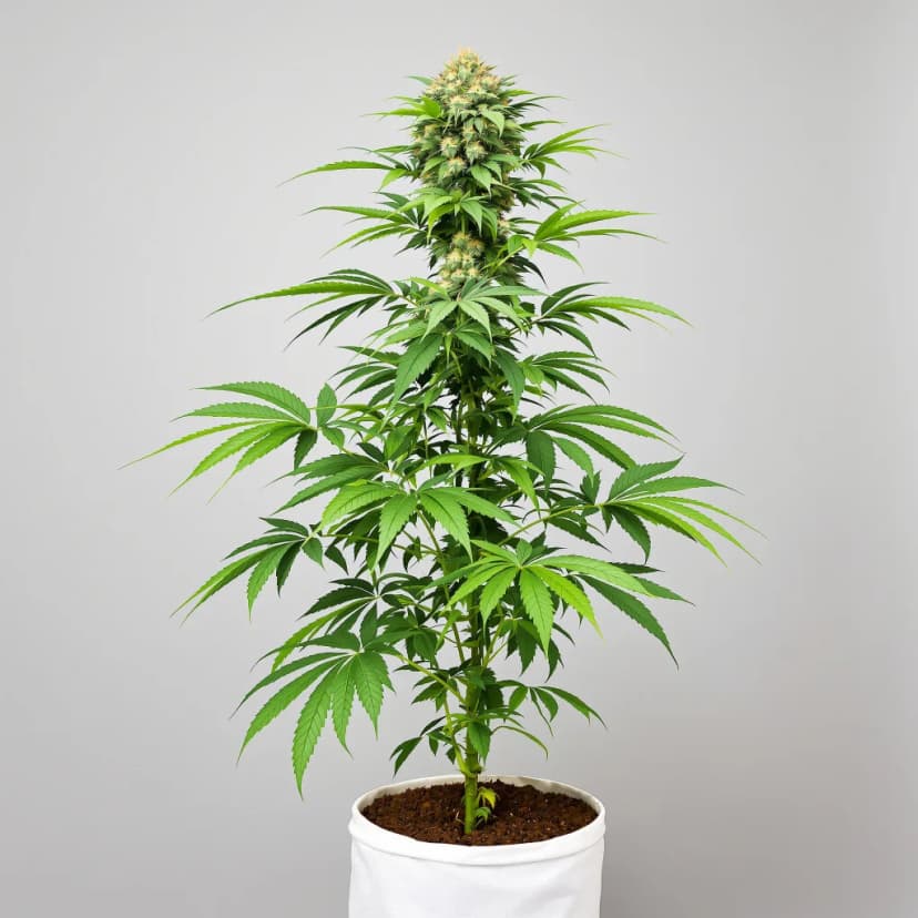 Ancient Kush feminized cannabis plant
