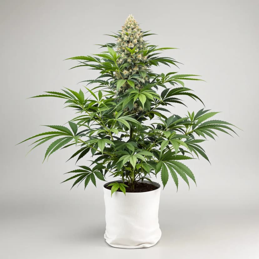 Ancient OG feminized cannabis plant